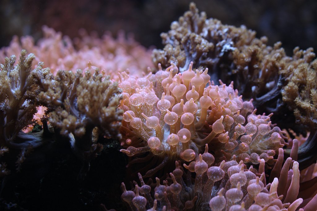 IMG_0740.JPG -  Sea anemone  ( Seeanemonen )