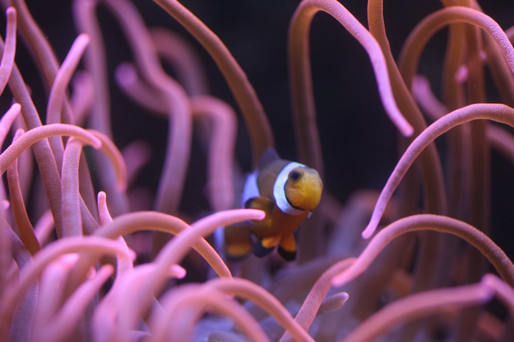 IMG_0764.JPG -  Sea anemone  &  common clownfish  ( Seeanemonen  &  Falscher Clownfish )