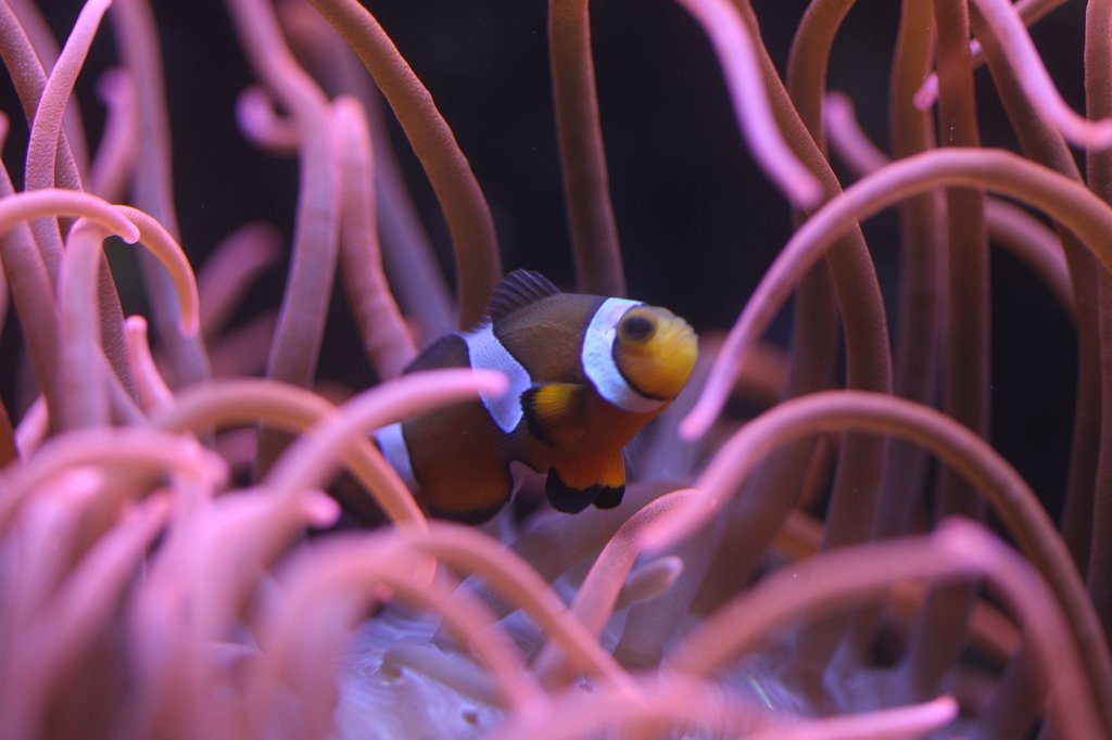 IMG_0765.JPG -  Sea anemone  &  common clownfish  ( Seeanemonen  &  Falscher Clownfish )