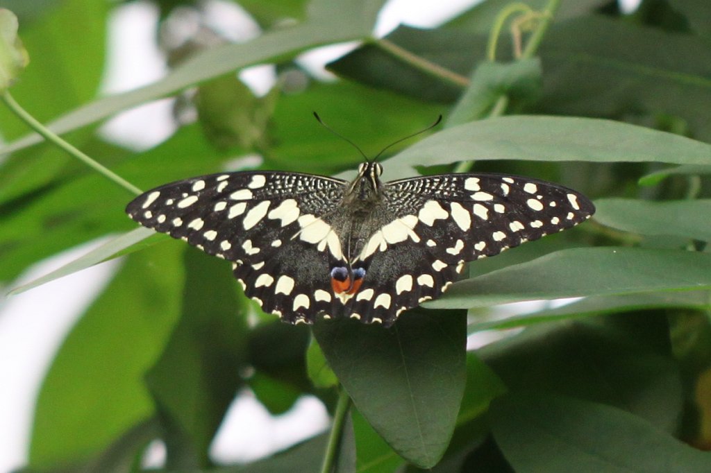 IMG_0895.JPG - Butterfly (Schmetterling)