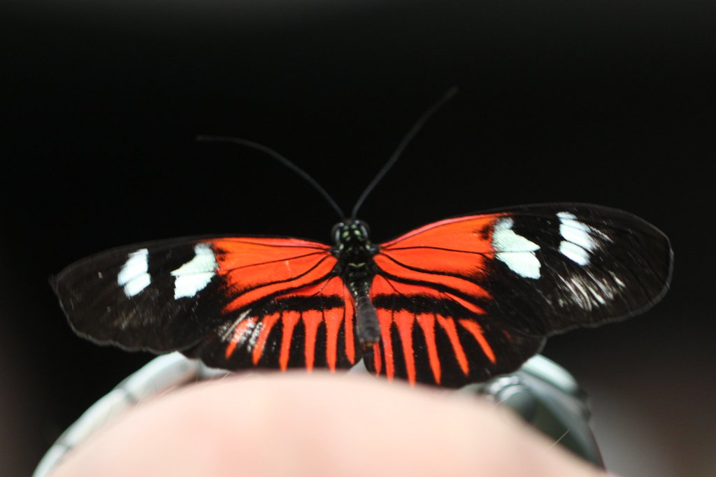 IMG_0902.JPG - Butterfly (Schmetterling)