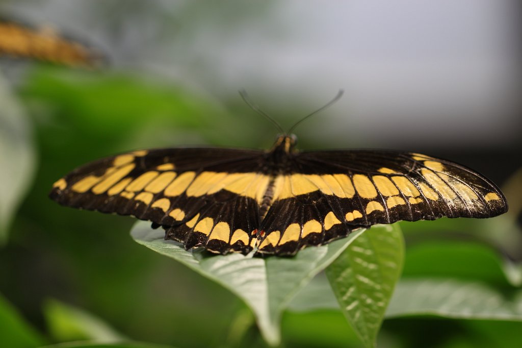 IMG_0904.JPG - Butterfly (Schmetterling)