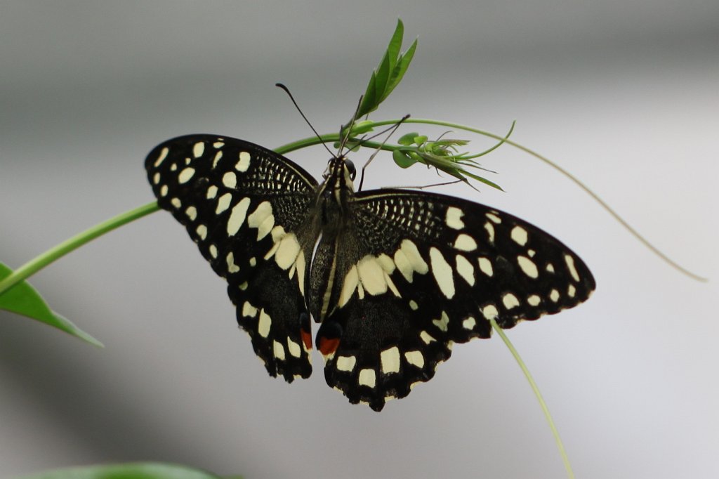 IMG_0910.JPG - Butterfly (Schmetterling)