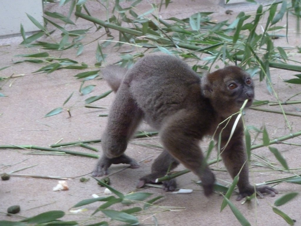 P1120332.JPG -  Greater bamboo lemur  ( Großer Bambuslemur )