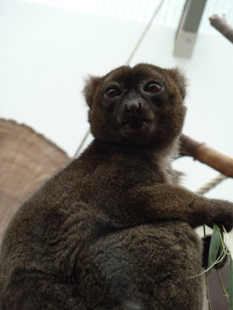P1120336.JPG -  Greater bamboo lemur  ( Großer Bambuslemur )
