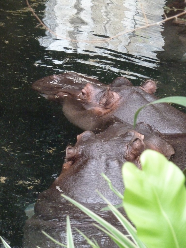 P1120339.JPG -  Hippopotamus  ( Nilpferd )