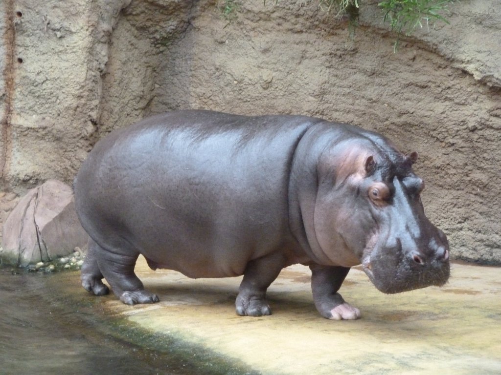 P1120345.JPG -  Hippopotamus  ( Nilpferd )