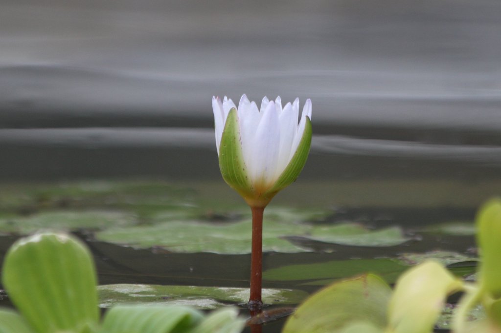 IMG_1056.JPG -  Water-lily  ( Seerose )
