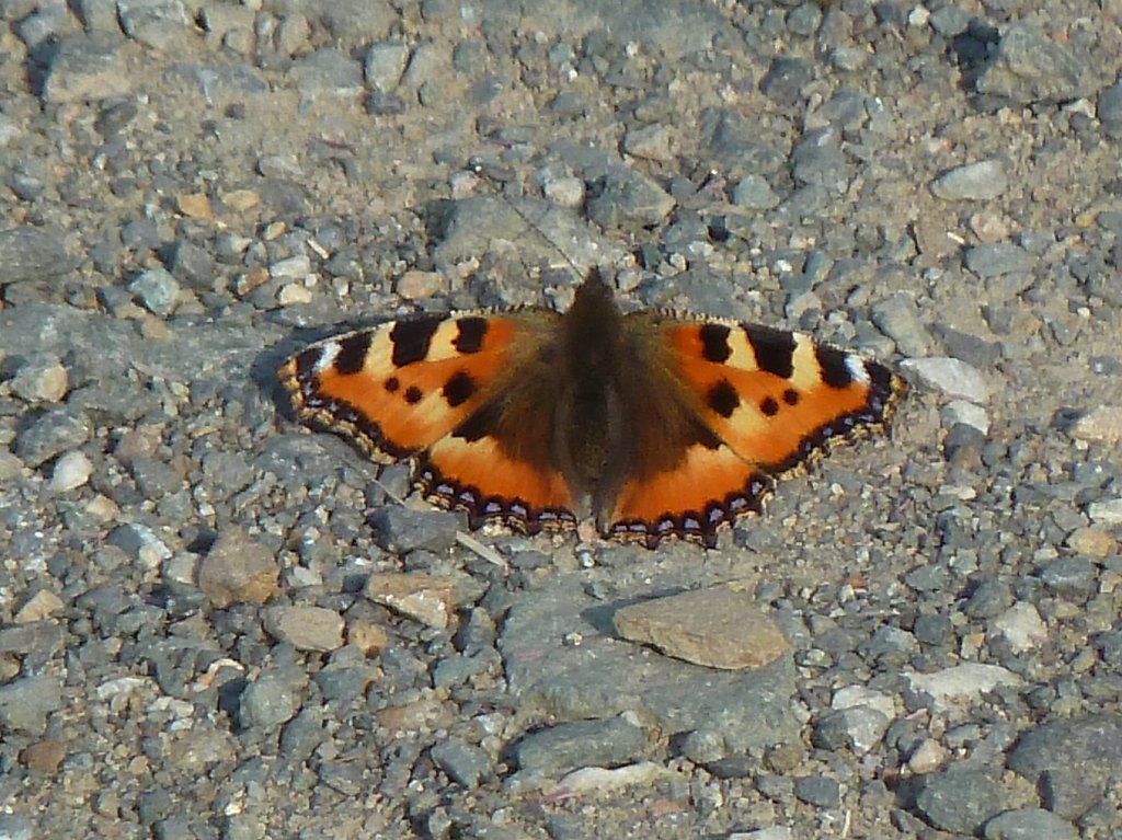 P1120358.JPG - Butterfly (Schmetterling)