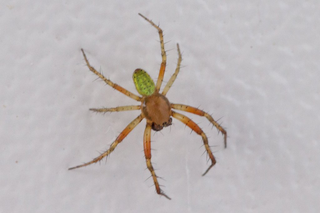 IMG_1319_c.jpg - Spider (Spinne)