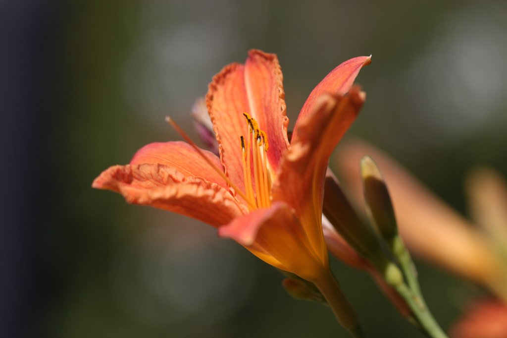 IMG_1777.JPG -  Fire lily  ( Feuer-Lilie )