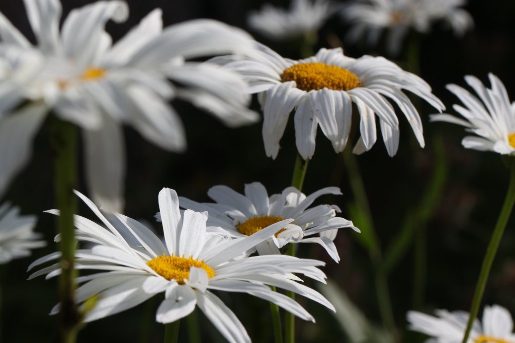 IMG_2022.JPG -  Oxeye daisies  ( Margeriten )