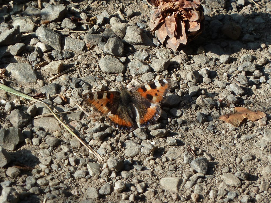 P1120558.JPG - Butterfly (Schmetterling)