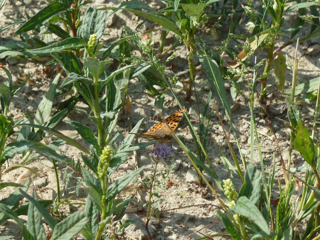 P1120590.JPG - Butterfly (Schmetterling)