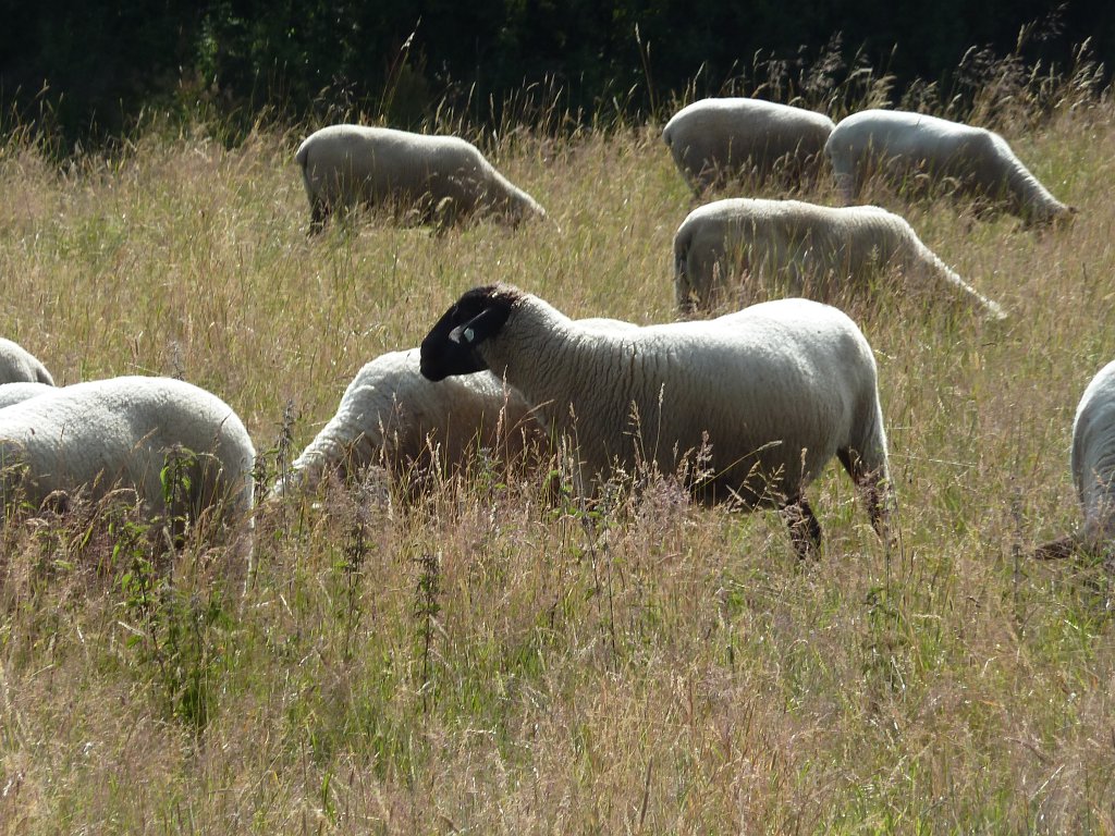 P1120639.JPG - Sheeps