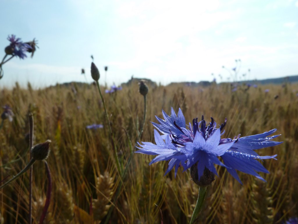 P1120647.JPG -  Cornflower  ( Kornblume )