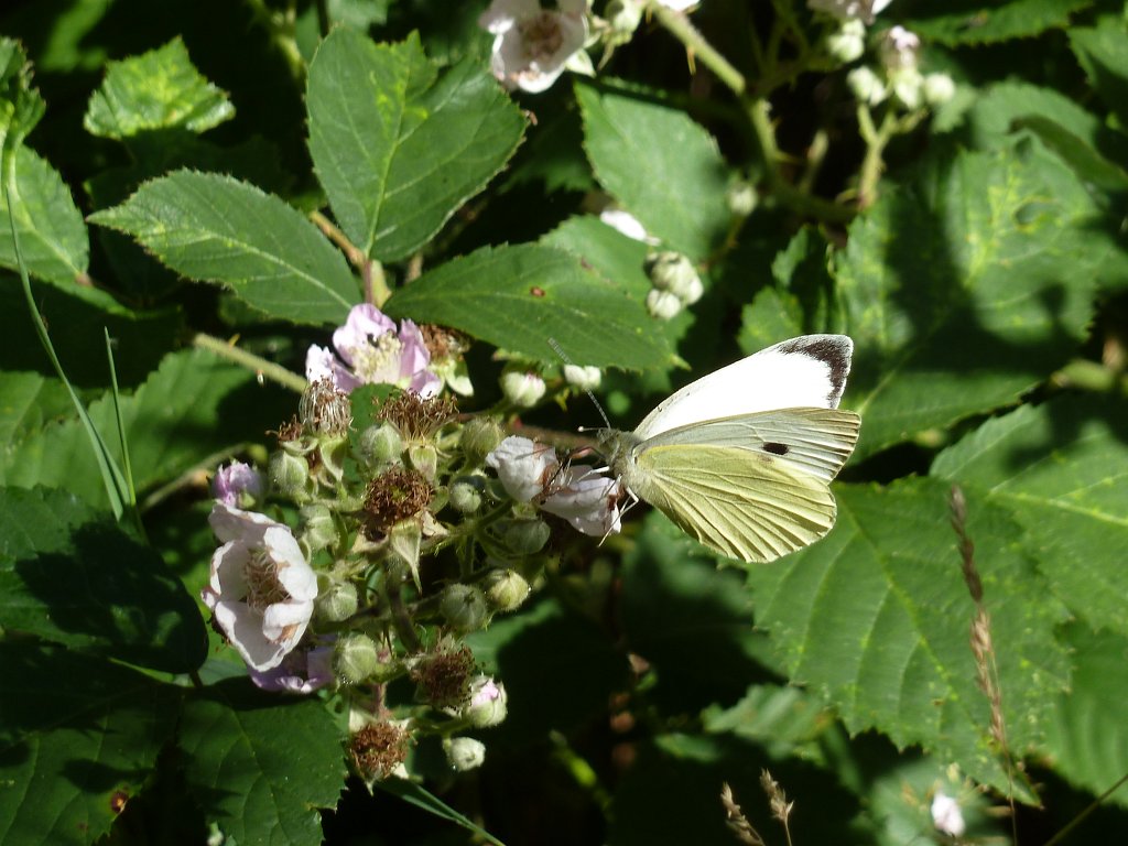 P1120722.JPG - Butterfly (Schmetterling)