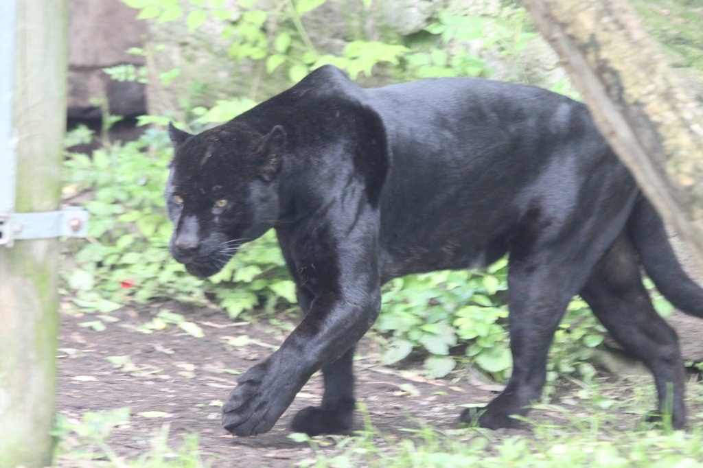 IMG_2558.JPG - Black  Jaguar 