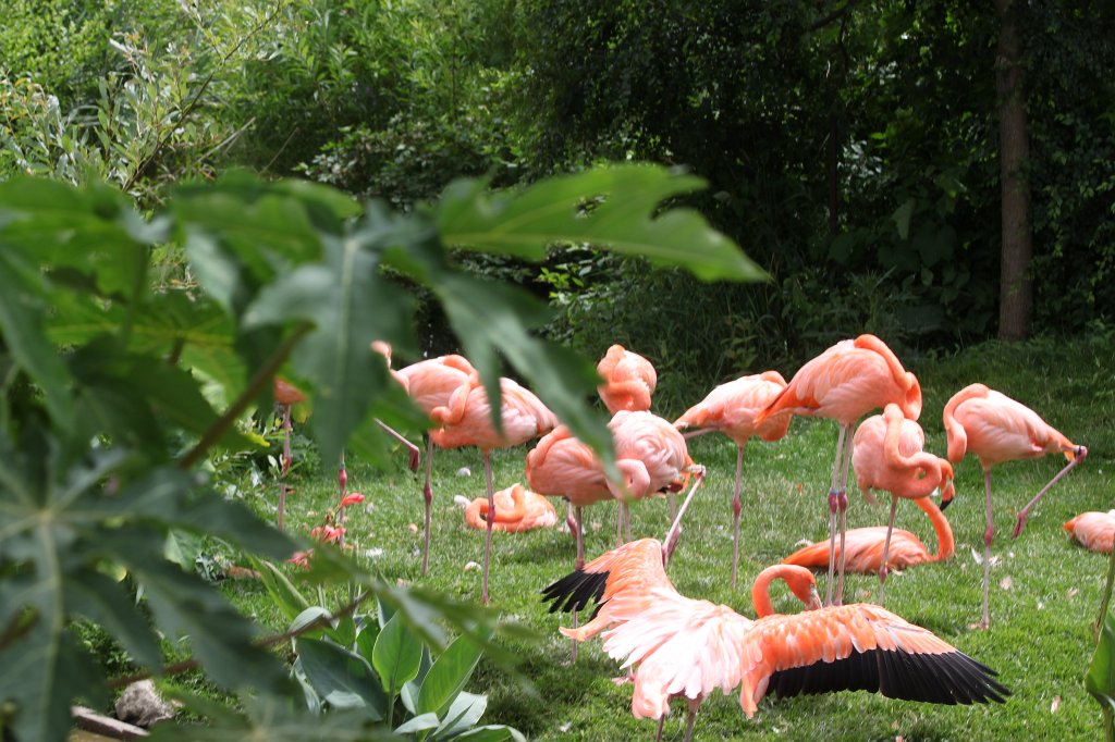 IMG_2574.JPG -  Flamingos 