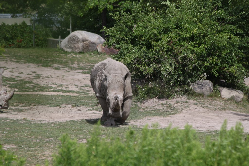 IMG_2676.JPG -  White rhinoceros 