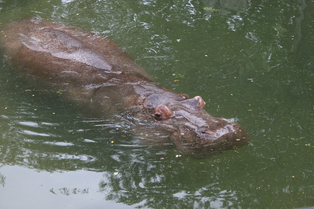 IMG_2698.JPG -  Hippopotamus 