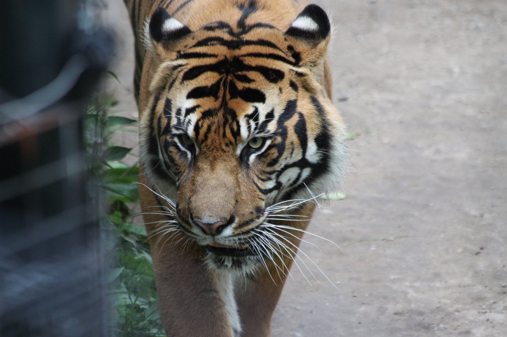 IMG_2754.JPG -  Sumatran Tiger 