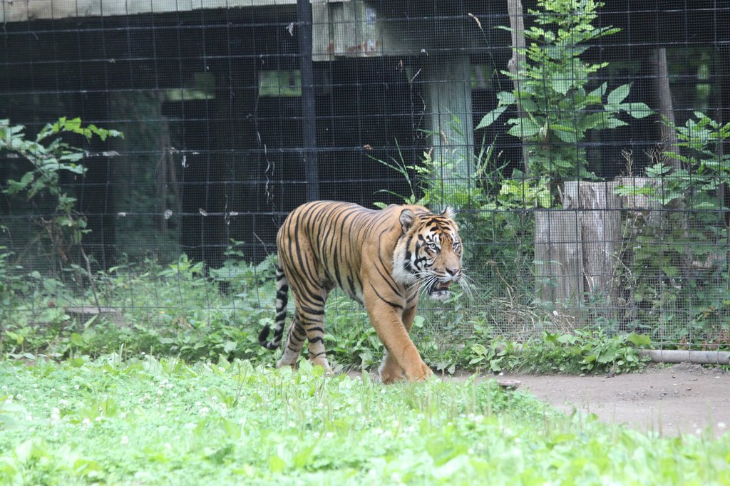 IMG_2772.JPG -  Sumatran Tiger 
