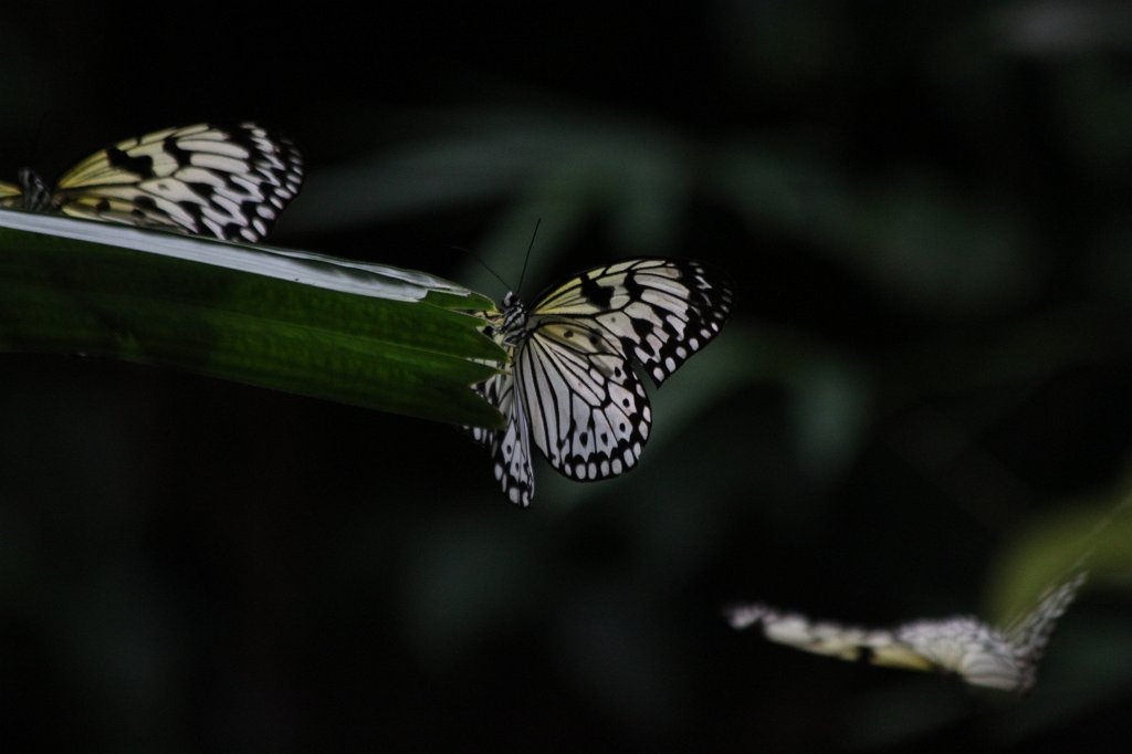 IMG_2796.JPG - Butterfly