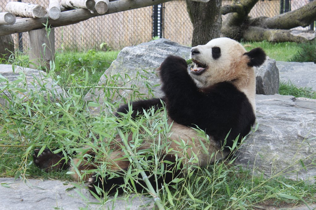 IMG_2805.JPG -  Giant Panda  Er Shun in the  Toronto Zoo 