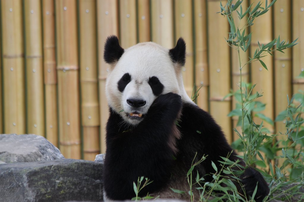 IMG_2814.JPG -  Giant Panda  Da Mao in the  Toronto Zoo 