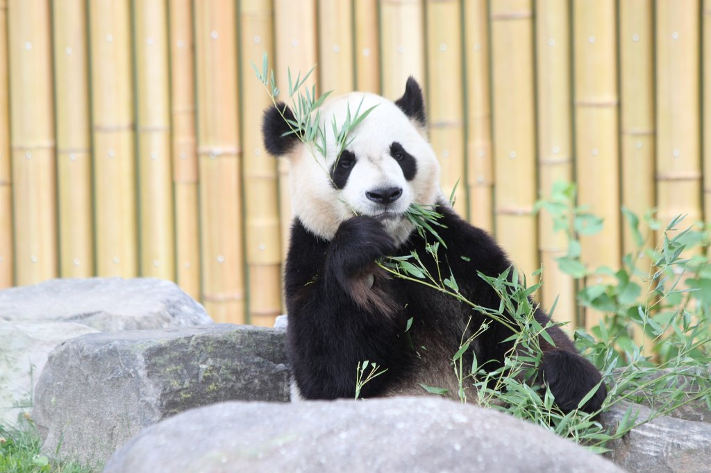 IMG_2818.JPG -  Giant Panda  Da Mao in the  Toronto Zoo 