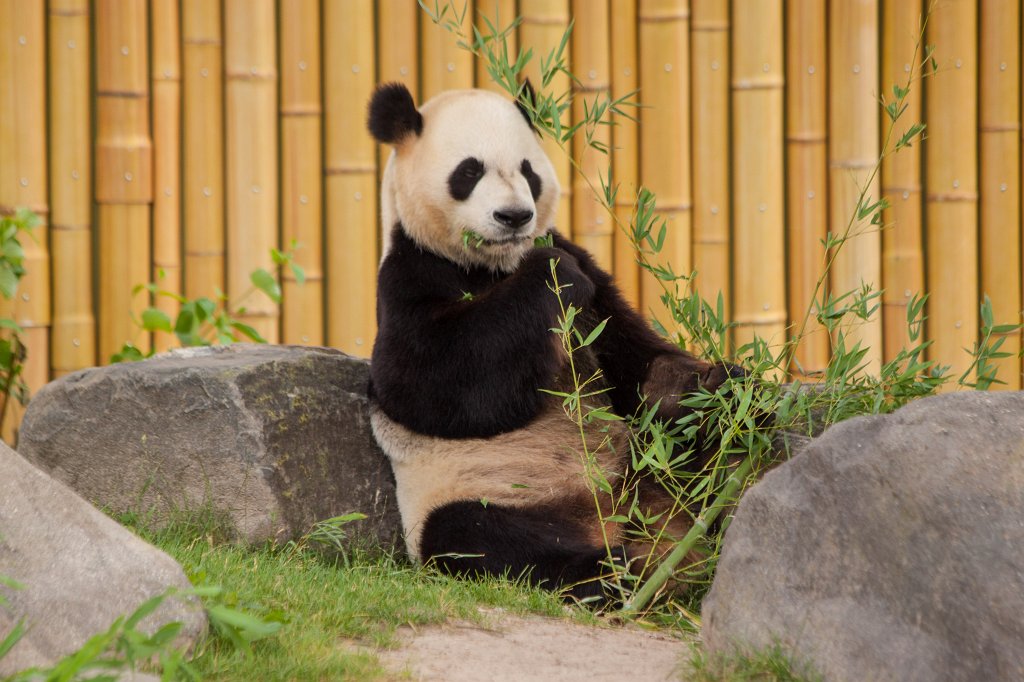 IMG_2824_c.jpg -  Giant Panda  Da Mao in the  Toronto Zoo 