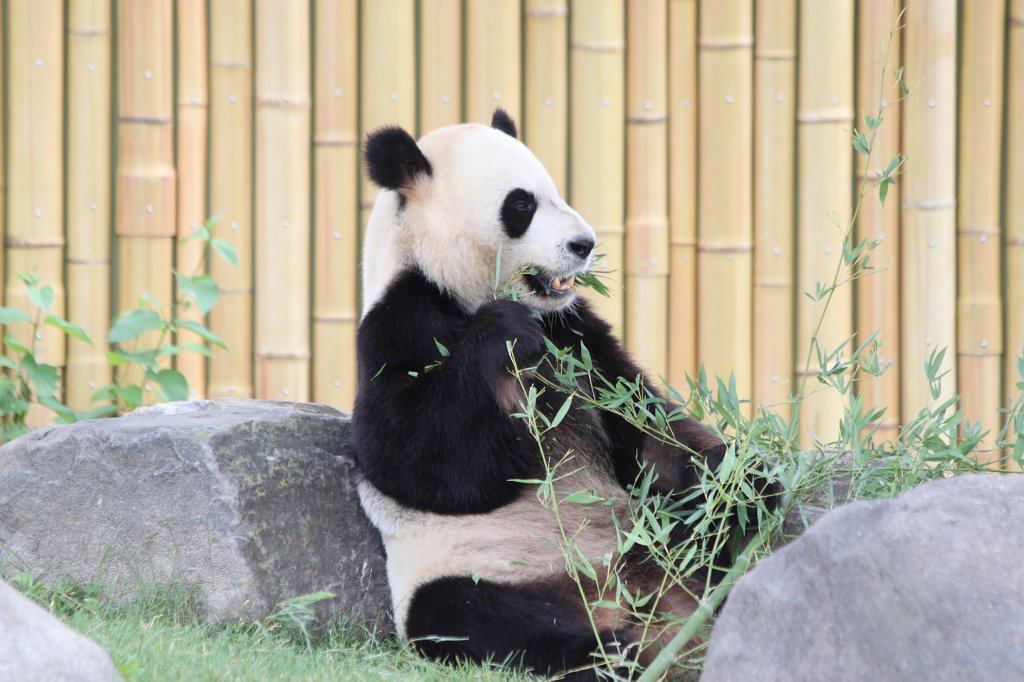 IMG_2825.JPG -  Giant Panda  Da Mao in the  Toronto Zoo 