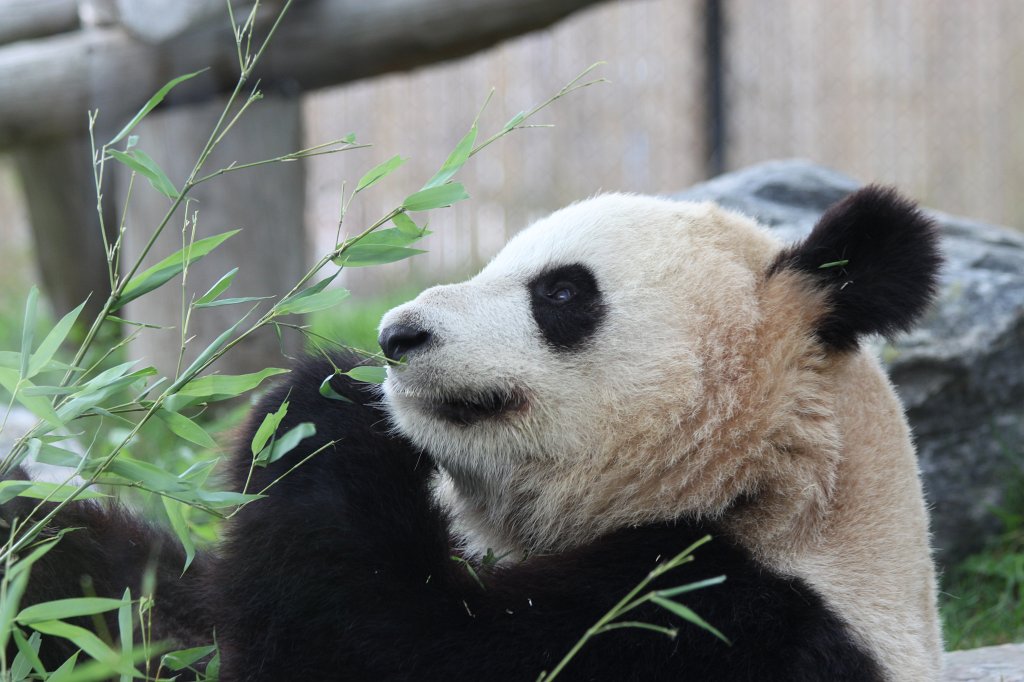 IMG_2835.JPG -  Giant Panda  Er Shun in the  Toronto Zoo 