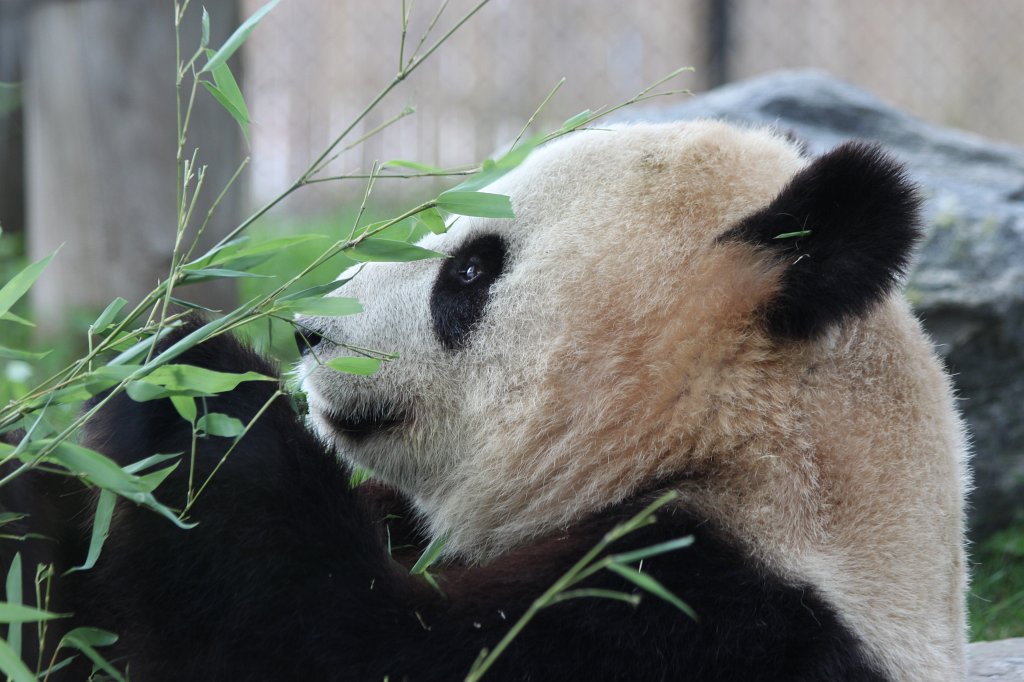 IMG_2836.JPG -  Giant Panda  Er Shun in the  Toronto Zoo 