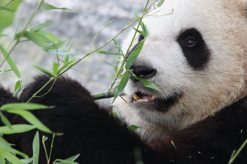 IMG_2841.JPG -  Giant Panda  Er Shun in the  Toronto Zoo 