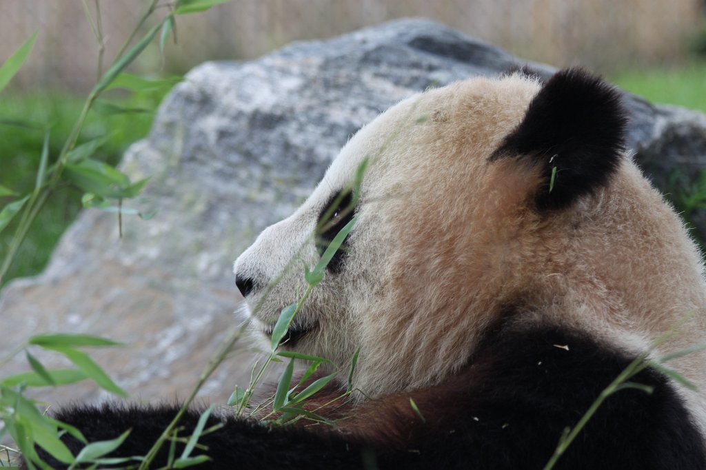 IMG_2845.JPG -  Giant Panda  Er Shun in the  Toronto Zoo 