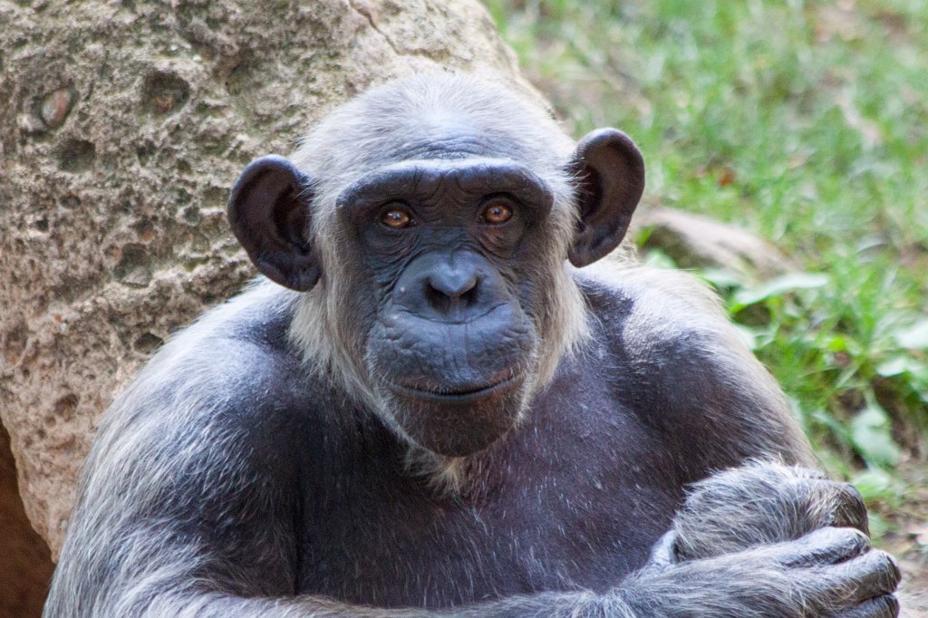 IMG_3713_c.jpg -  Chimpanzee 
