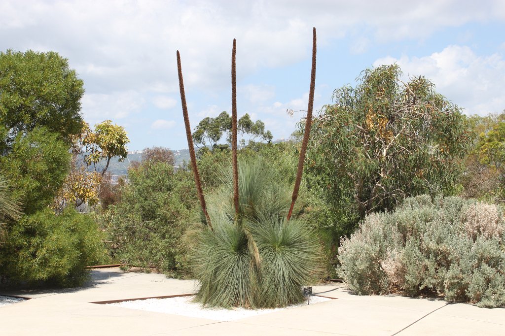 IMG_4481.JPG -  Blackboy grass tree , NSW Queensland, Barcelona Botanical Garden