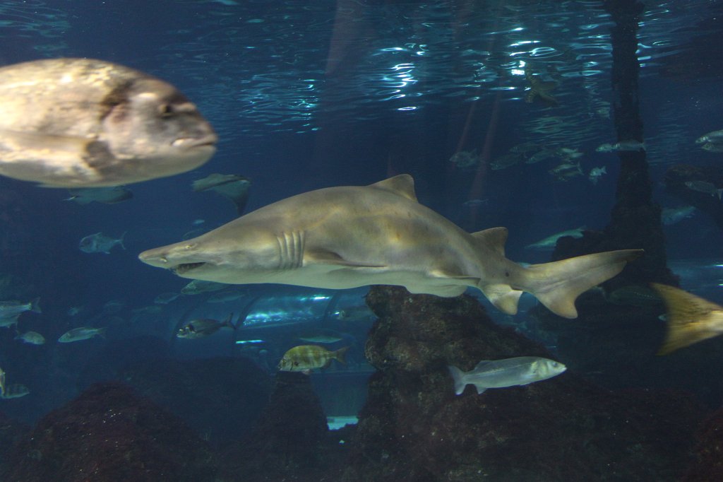 IMG_5079.JPG - Shark -  Aquarium Barcelona 