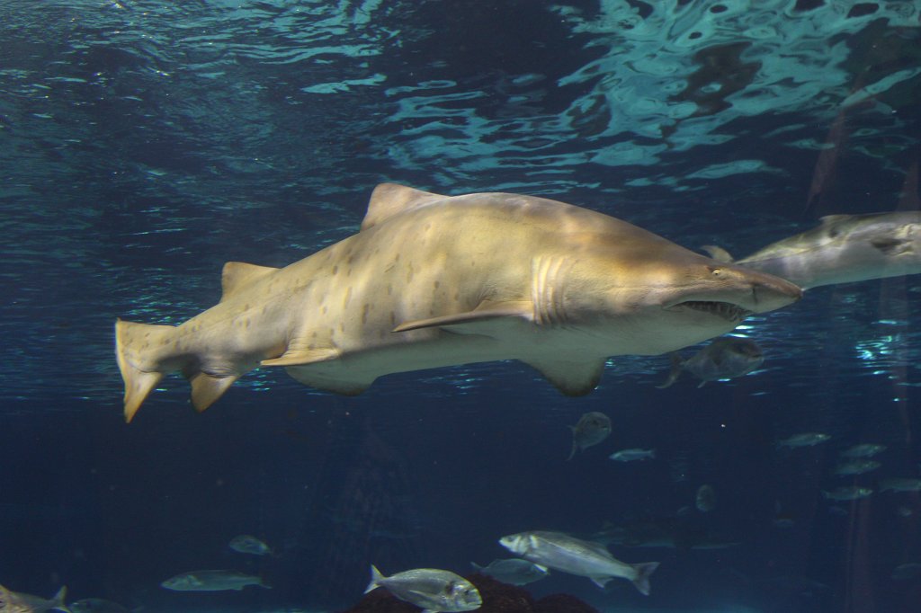 IMG_5095.JPG - Shark -  Aquarium Barcelona 