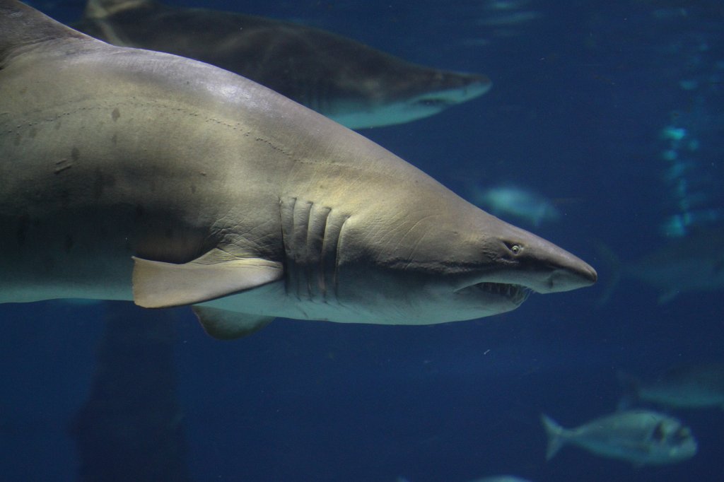 IMG_5125.JPG - Shark -  Aquarium Barcelona 