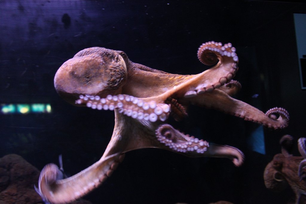 IMG_5146.JPG - Octopus -  Aquarium Barcelona 