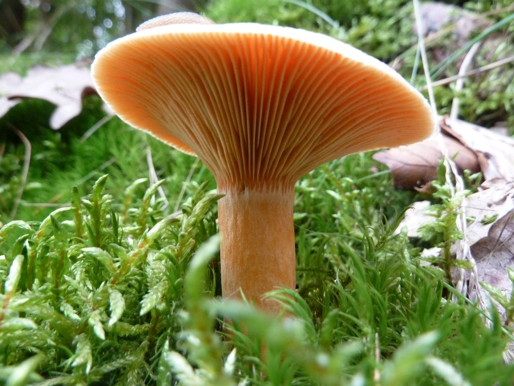 P1130349.JPG - Mushroom