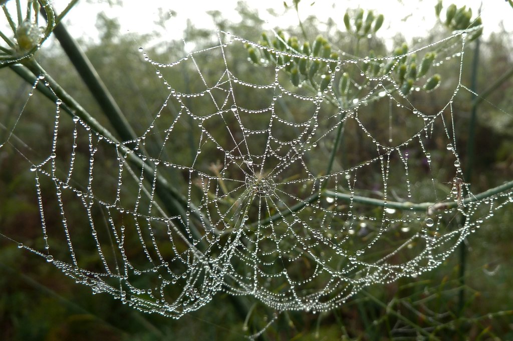 P1130378_c.jpg - Spider web