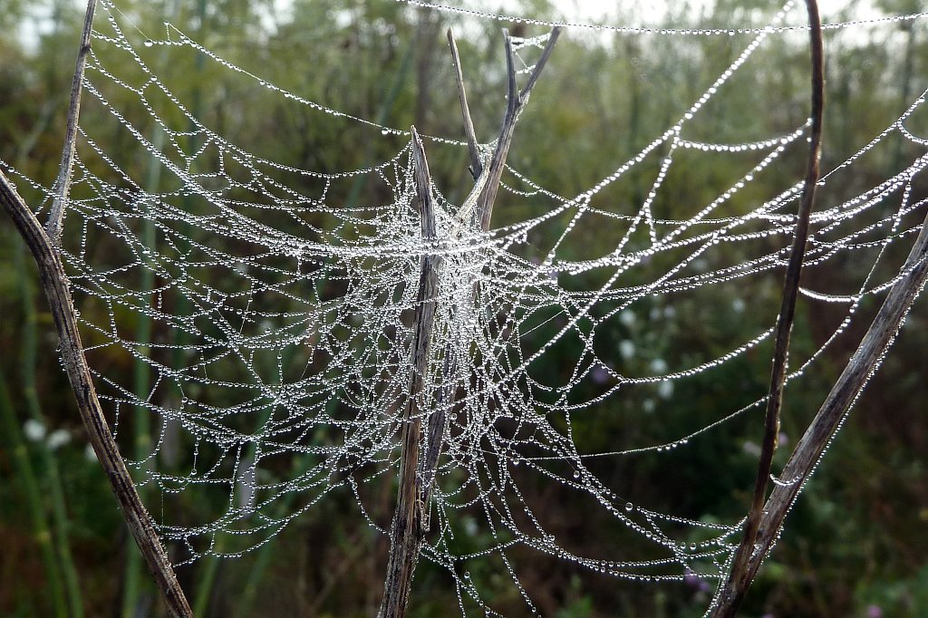 P1130380_c.jpg - Spider web