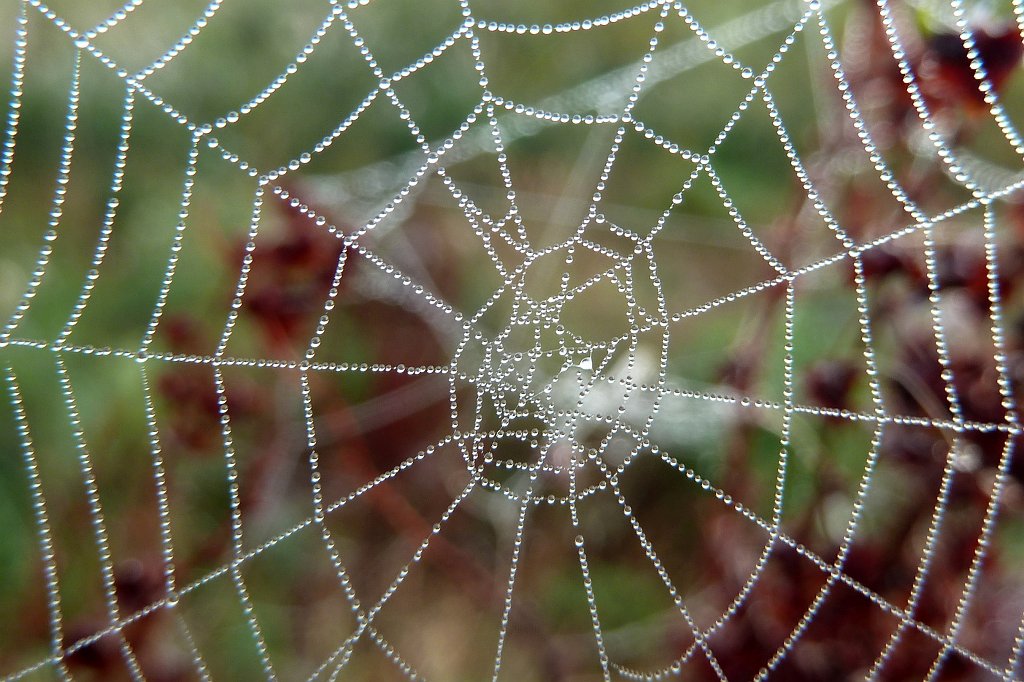 P1130384_c.jpg - Spider web