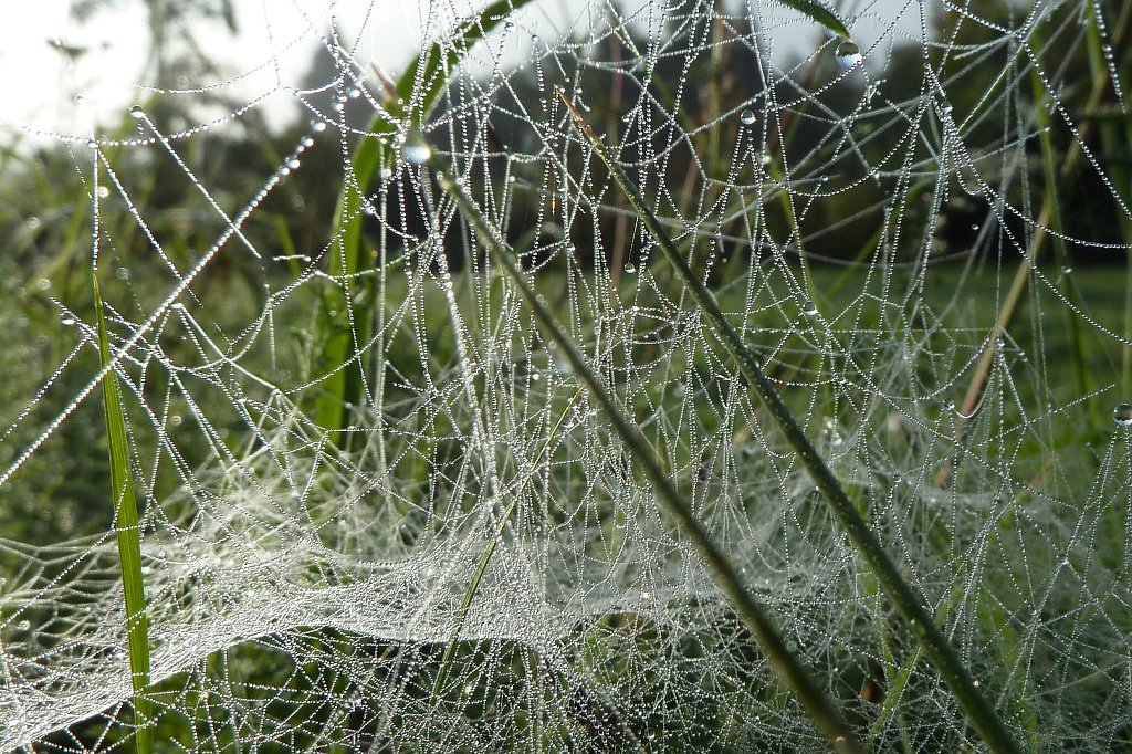 P1130433_c.jpg - Spider web