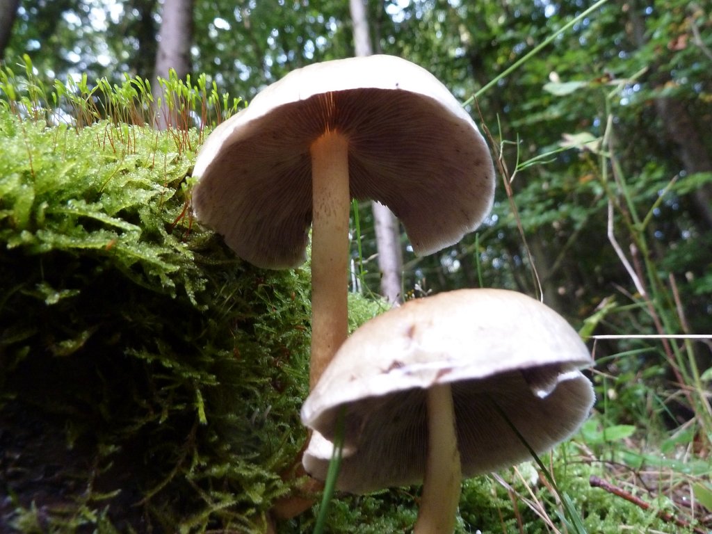 P1130467.JPG - Mushrooms