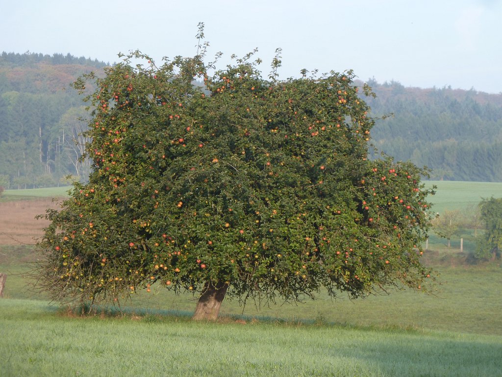 P1130507.JPG - Apple tree